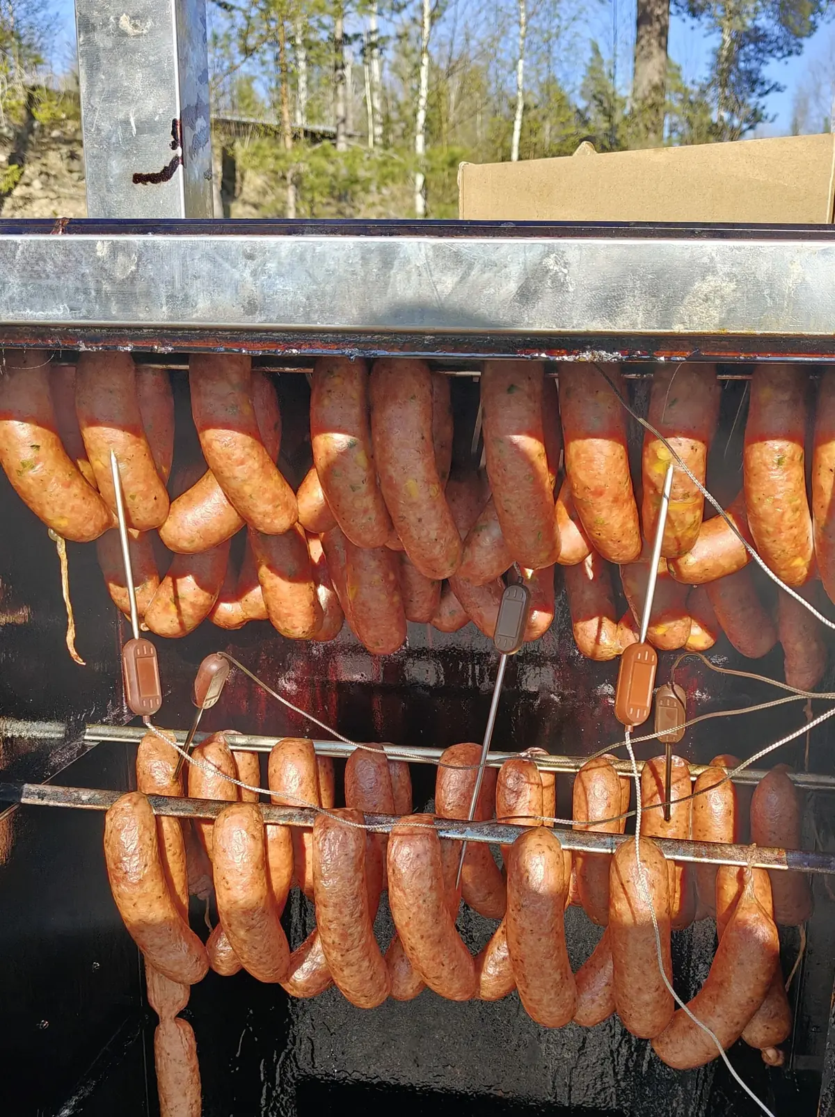 Sausages that have taken on colour in an outdoor smoker, birch trees behind